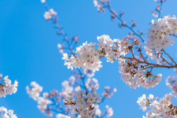 新横浜公園の桜