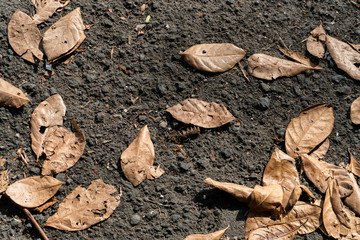 Yellowish dried leaves fall on black asphalt during hot days