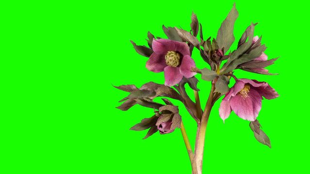 Violet hellebore bloom buds green screen, FULL HD (Helleborus Queen of the Night)