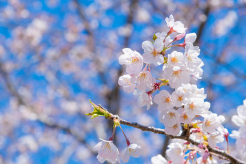 新横浜公園の桜