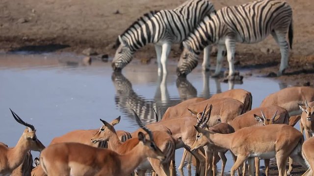 Herd of Zebra and Impala drinking from a water hole in Etosha National Park, Namibia