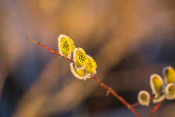 Willows in the trees close up