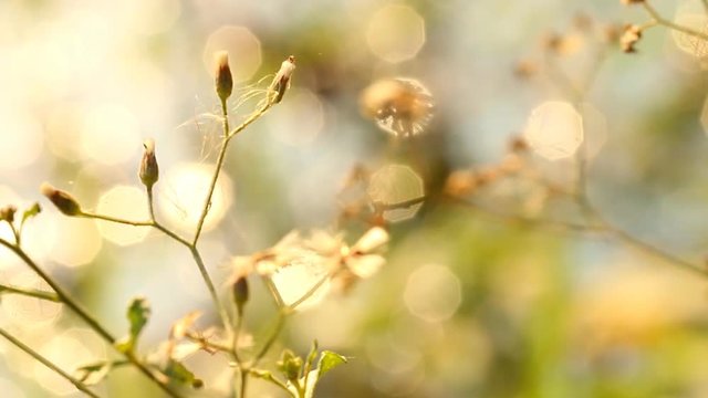 Close up grass flowers near the river  in  Chiangmai  Thailand