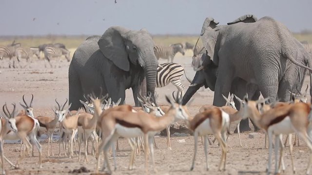 Young male bull elephants arriving at a water hole to drink in Etosha National Park, Namibia