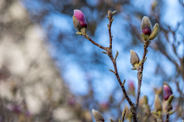 Aufgehende Knospen im Frühjahr