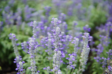 Group of angelonia flowers in the park.