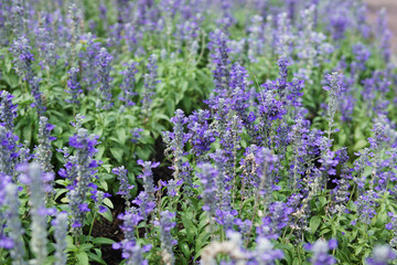 Fototapeta premium Group of angelonia flowers in the park.