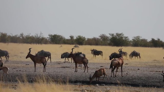 Herd of Red Hartebeest congregating at water hole to drink in Etosha National Park, Namibia
