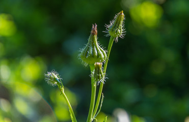Weeds Ready to Bloom In Spring