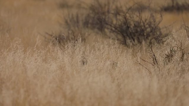 Steenbok feeding and walking through high grass in Etosha National Park, Namibia