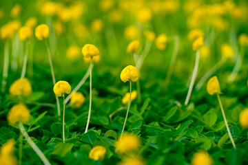 Little yellow flower on the green field | Spring come in Phu Quoc Vietnam