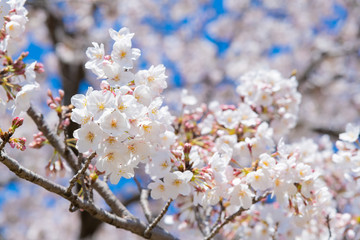 新横浜公園の桜