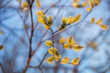 Willow against the blue sky closeup