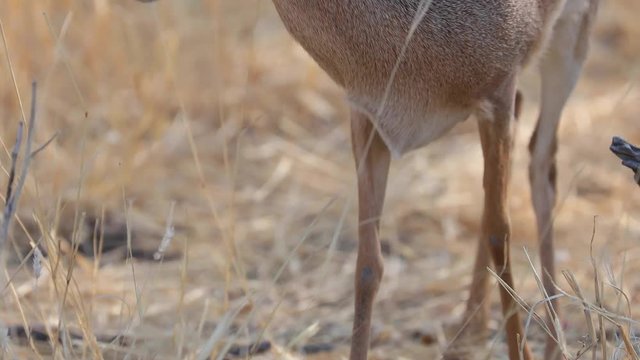 Kirk Dik Dik hiding in a bush and feeding on leaves in Etosha National Park, Namibia
