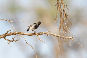 Dusky Sunbird - Cinnyris fuscus, beautiful small perching bird from African savannas and bushes, Namibia.