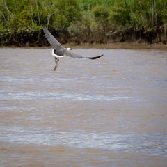 Sea Eagle, lifts its fish prey up from the Mary River