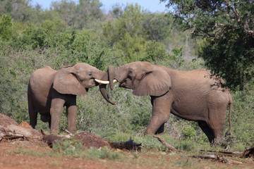 Afrikanischer Elefant / African elephant / Loxodonta africana.