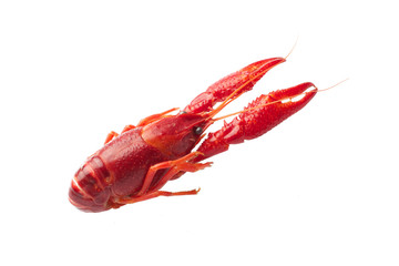 Boiled red crawfish isolated on white background
