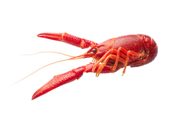 Boiled red crawfish isolated on white background