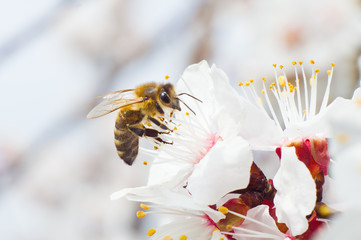 The bee collects honey from the fruit tree - obrazy, fototapety, plakaty