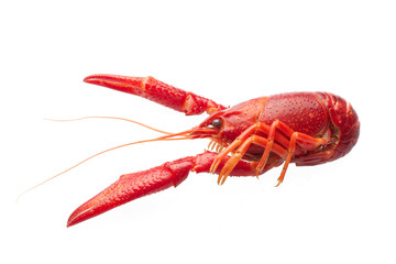 Boiled red crawfish isolated on white background