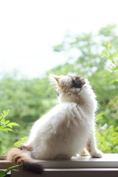 2 Best 子猫の後ろ姿 Images Stock Photos Vectors Adobe Stock 2 Best 子猫の後ろ姿 Images Stock Photos Vectors Adobe Stock
