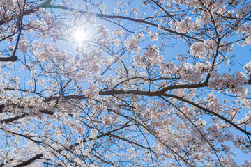 新横浜公園の桜