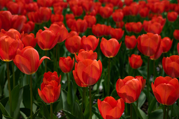 Obraz premium red tulips in the garden
