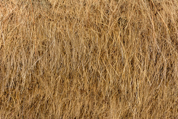 Dry yellow straw grass background texture closeup wallpaper.