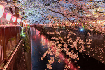 東京目黒川の夜桜とライトアップ