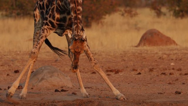 Giraffe awkwardly drinking from a water hole in Etosha National Park, Namibia