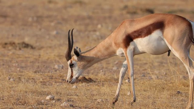 Springbok walking through dry landscape of Etosha National Park feeding, Namibia