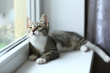 Lazy lovely black cat lying by the window. Gray tabby cute kitten with beautiful eyes relaxing on...