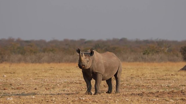 Black rhino walking and running in afternoon sunlight of Etosha National Park, Namibia