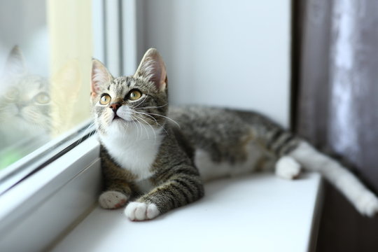 Lazy lovely black cat lying by the window. Gray tabby cute kitten with beautiful eyes relaxing on window sill.