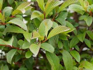 Feuillage vert bronze du viorne de Bodnant (Viburnum Bodnatense 'aberconway')