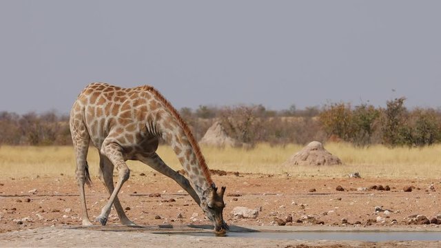 Giraffe awkwardly drinking from a water hole in Etosha National Park, Namibia