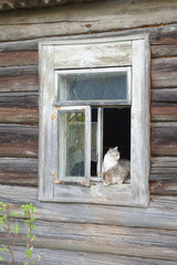 Cats sit in the window of an old abandoned house in the village.