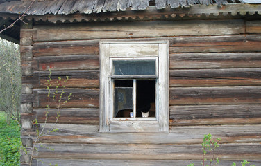 Obraz na płótnie Canvas Cats sit in the window of an old abandoned house in the village.