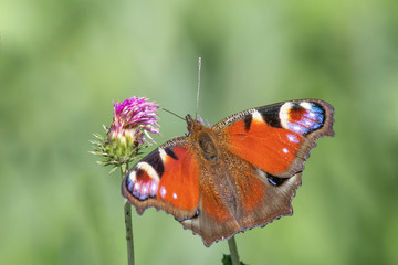 European Common Peacock butterfly (Aglais io) feeding on a thistle