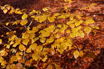 Yellow and brown autumn leaves
