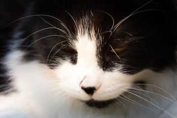 Bruised ego: black and white cat with scratch on the nose
