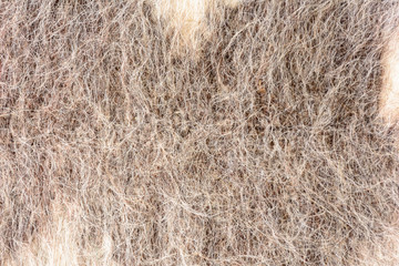 White wool texture background, Natural fluffy fur sheep wool skin texture.