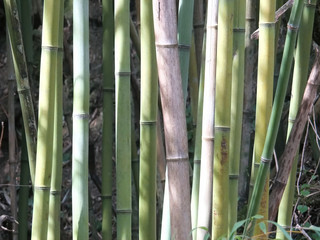 detail of bamboo forest