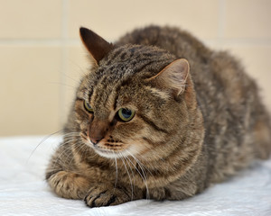 Tabby Cat. Expression.