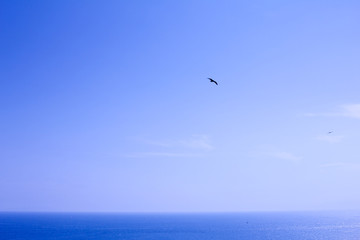 江ノ島の青い海と水平線と鳥