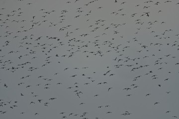 Beachcombers / Stints