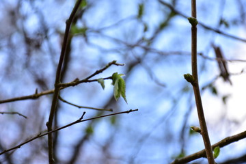 bird on a branch