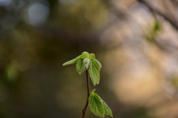 leaves of tree with drops of water on a background