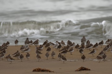 Beachcombers / Stints